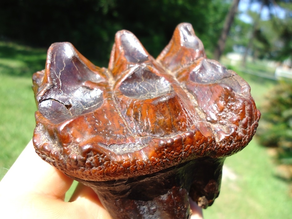 Large image 7 Fiery Colorful Suwannee River Mastodon Tooth