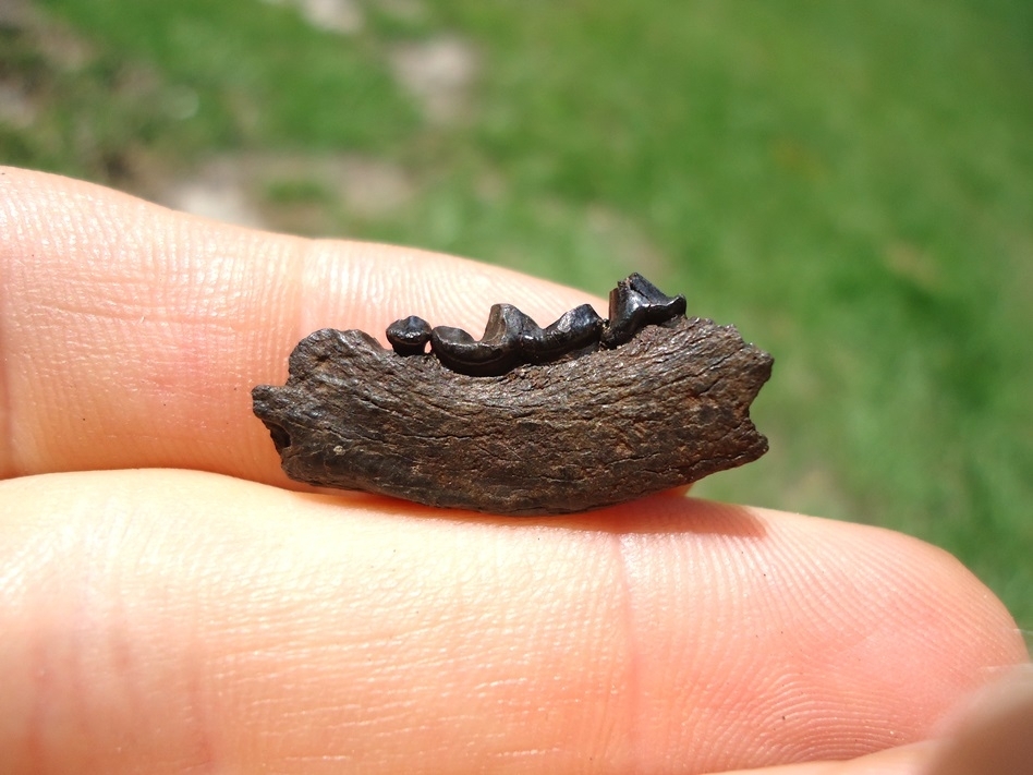 Large image 1 Rare Mink Mandible with Three Teeth