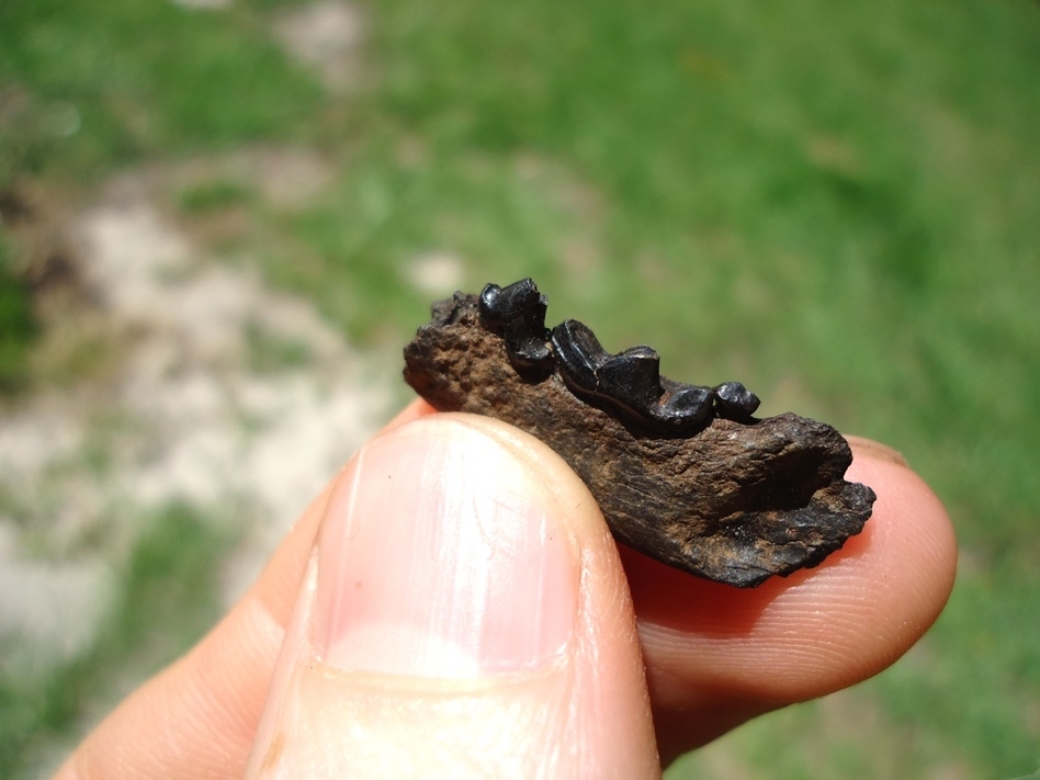 Large image 2 Rare Mink Mandible with Three Teeth