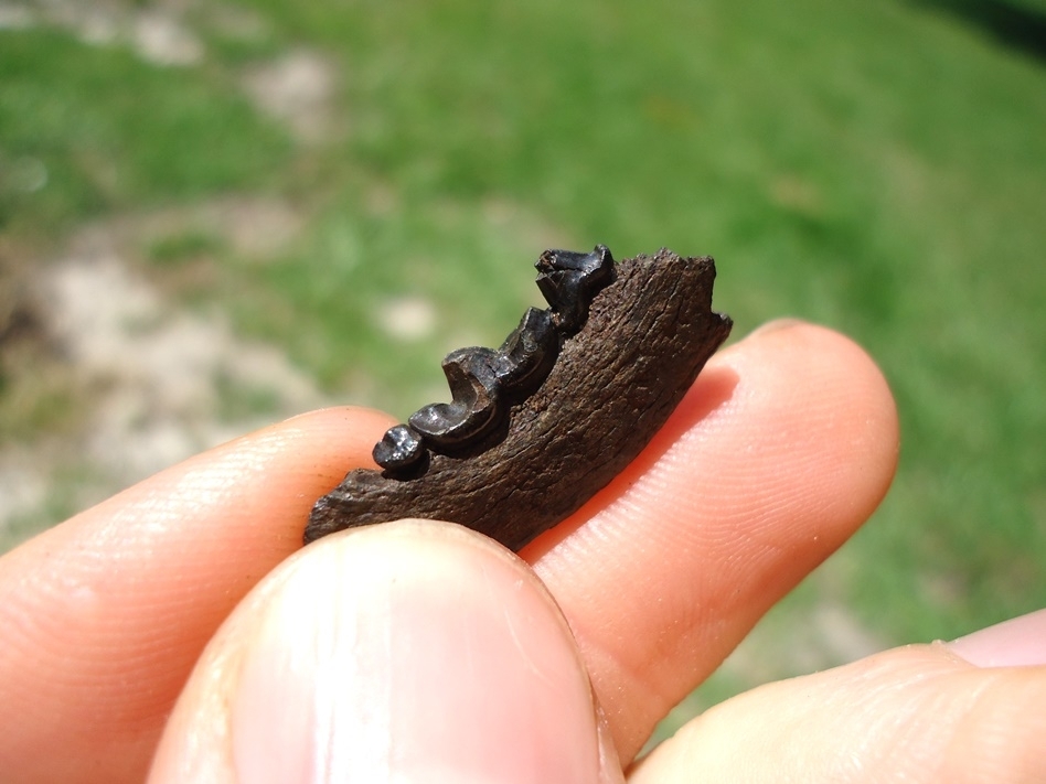 Large image 3 Rare Mink Mandible with Three Teeth