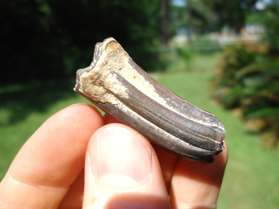 Large image 1 Top Quality Bone Valley Three Toed Horse Tooth