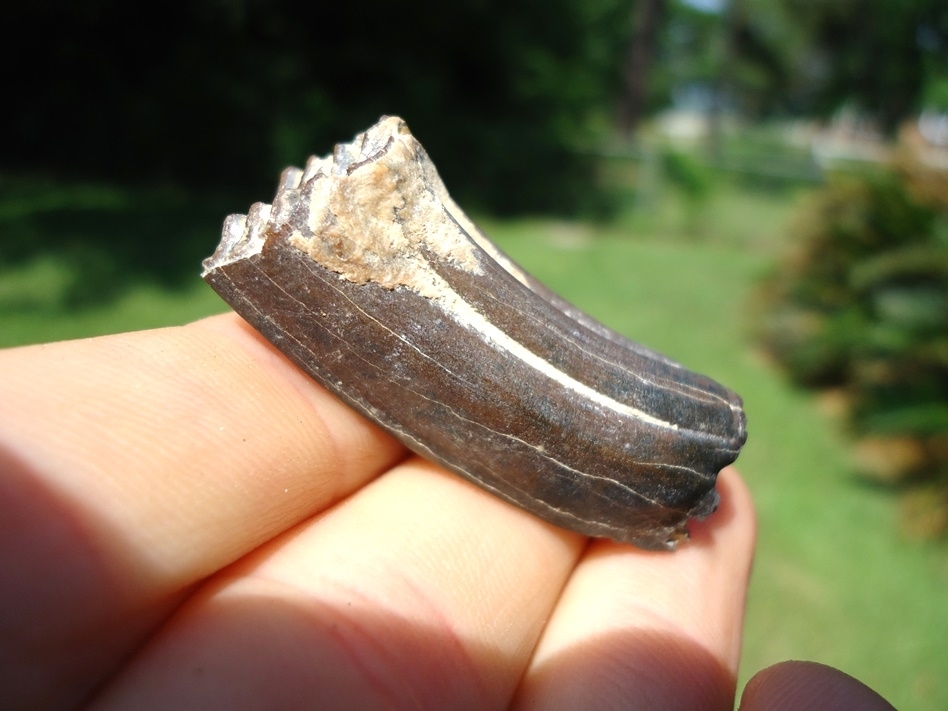 Large image 3 Top Quality Bone Valley Three Toed Horse Tooth