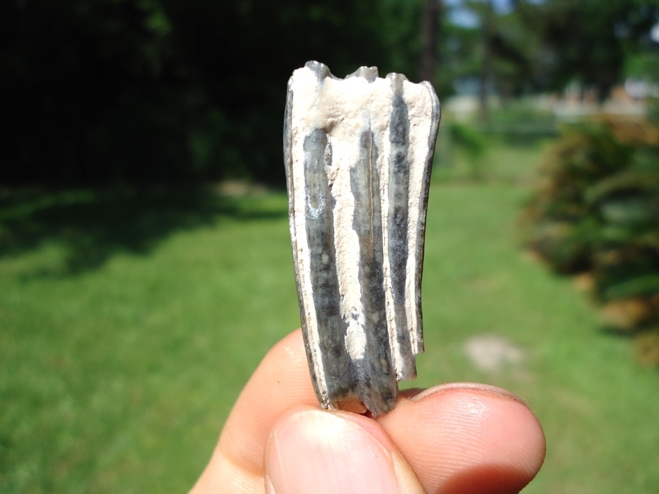 Large image 1 Choice Bone Valley Three Toed Horse Tooth