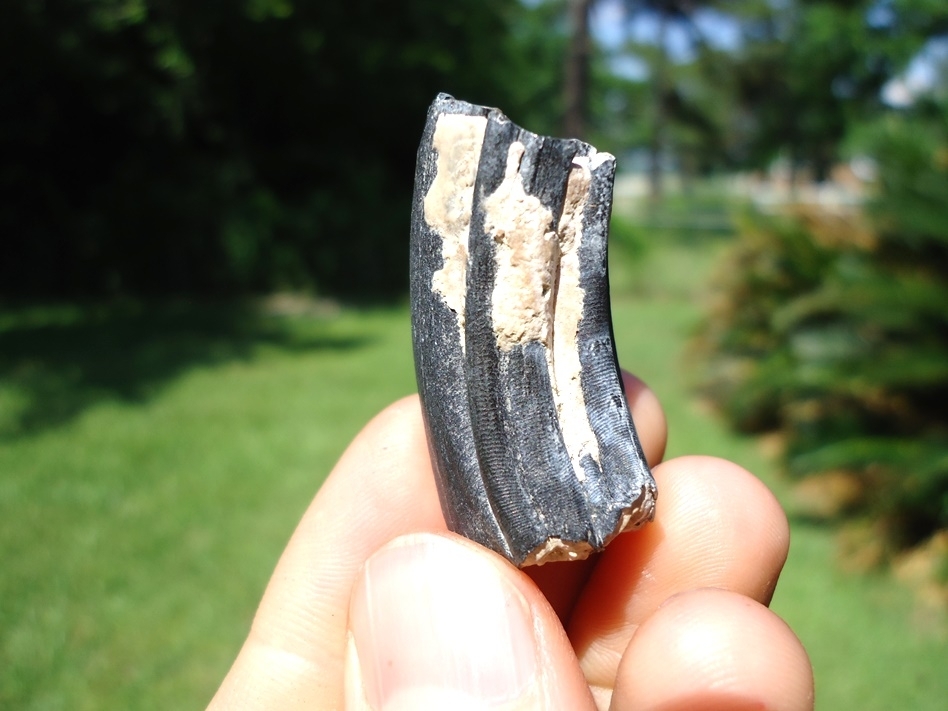 Large image 1 Exceptional Bone Valley Three Toed Horse Molar