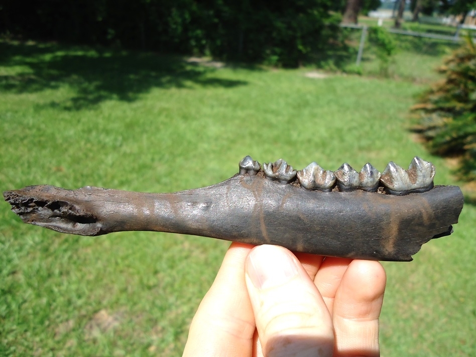 Large image 1 Choice Deer Mandible with Five Teeth