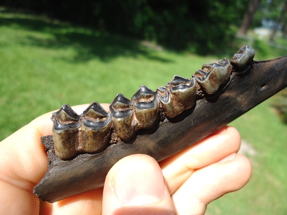 Large image 2 Choice Deer Mandible with Five Teeth