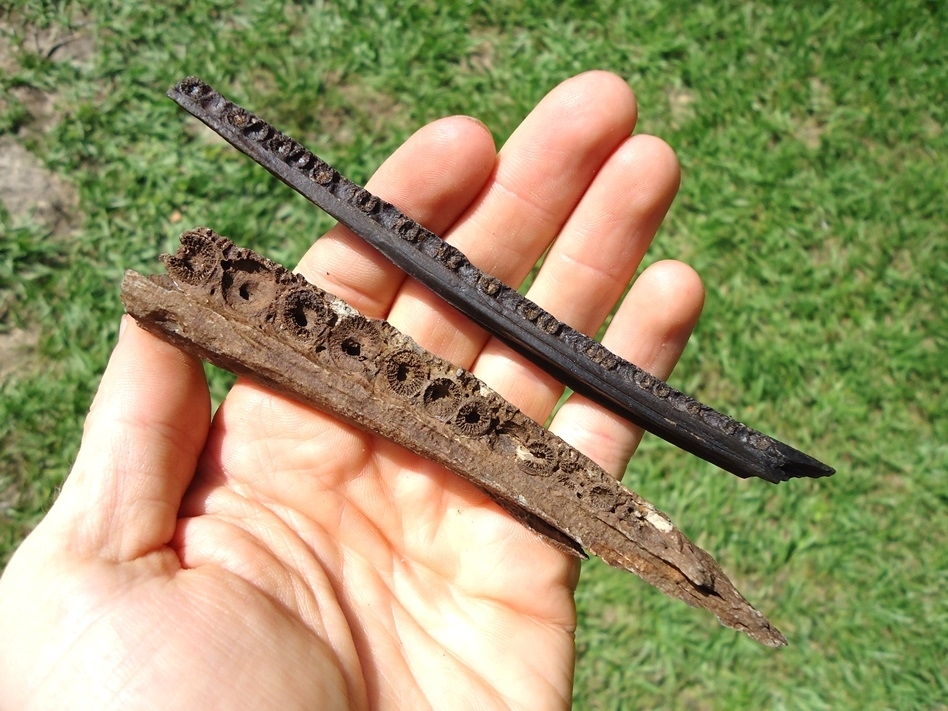 Large image 1 Comparison Set of Gar Mandibles (Alligator and Long-nose)