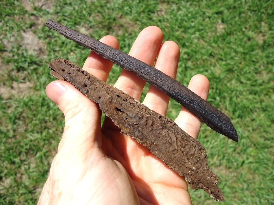 Large image 2 Comparison Set of Gar Mandibles (Alligator and Long-nose)