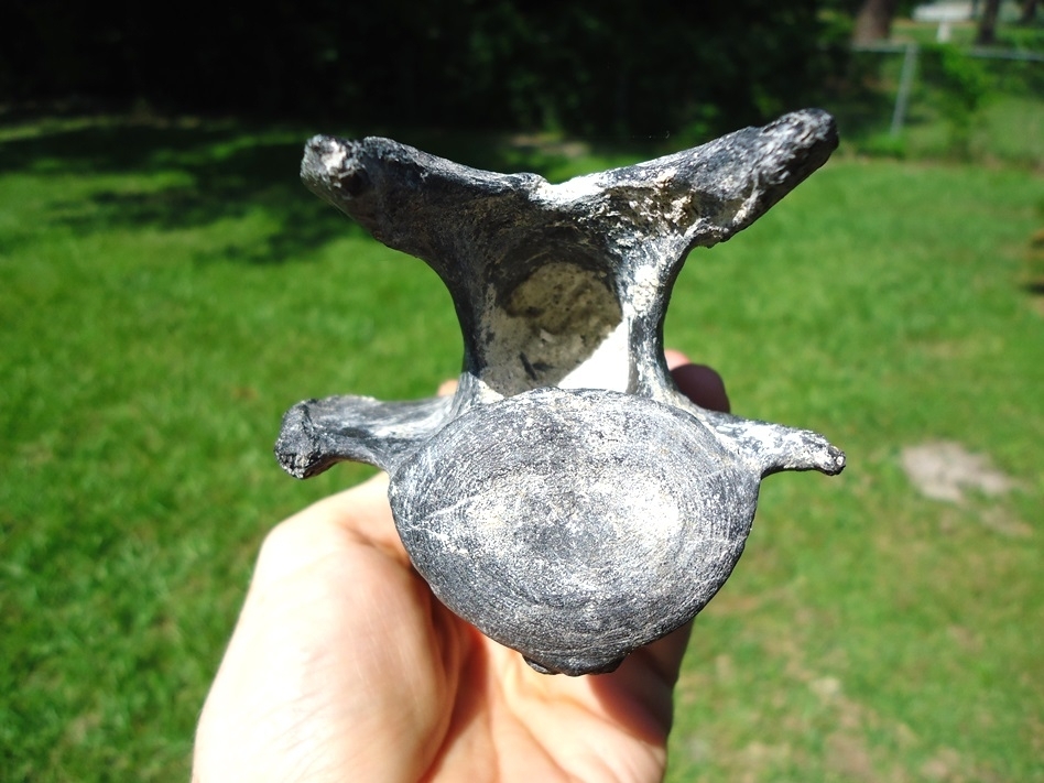 Large image 3 Incredible Camelid Cervical Vertebra