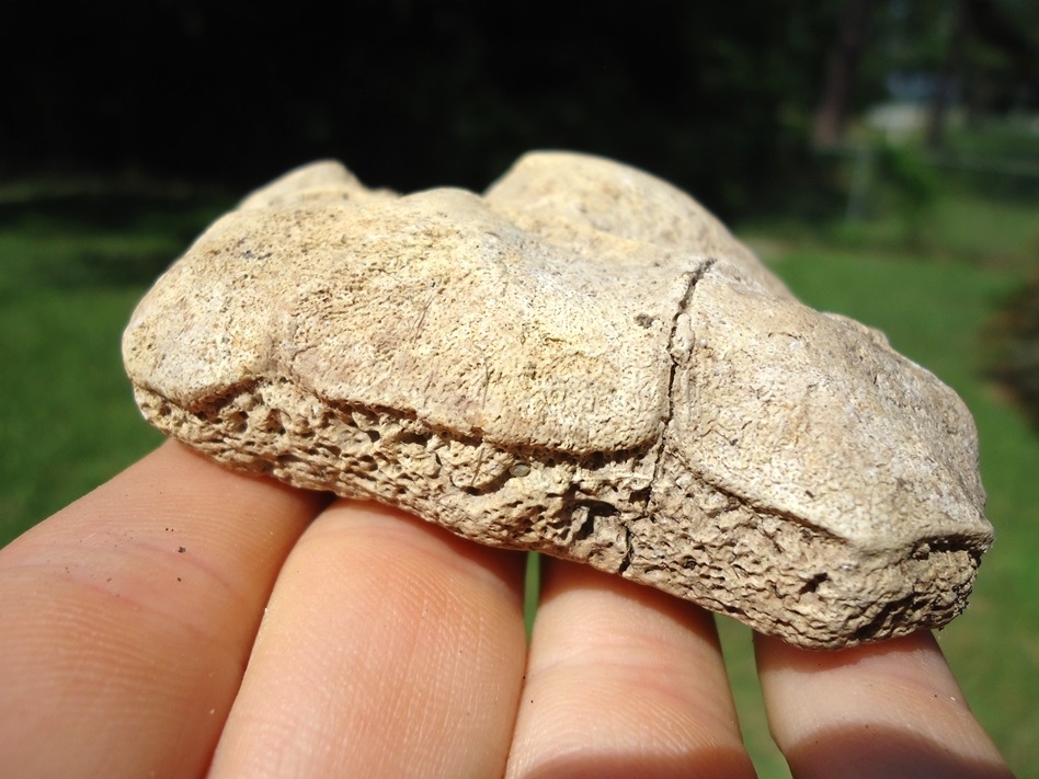 Large image 3 Rare Section of Fused Giant Tortoise Spurs