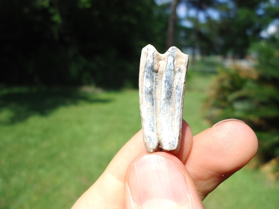 Large image 1 Tiny Three Toed Horse Molar from Bone Valley