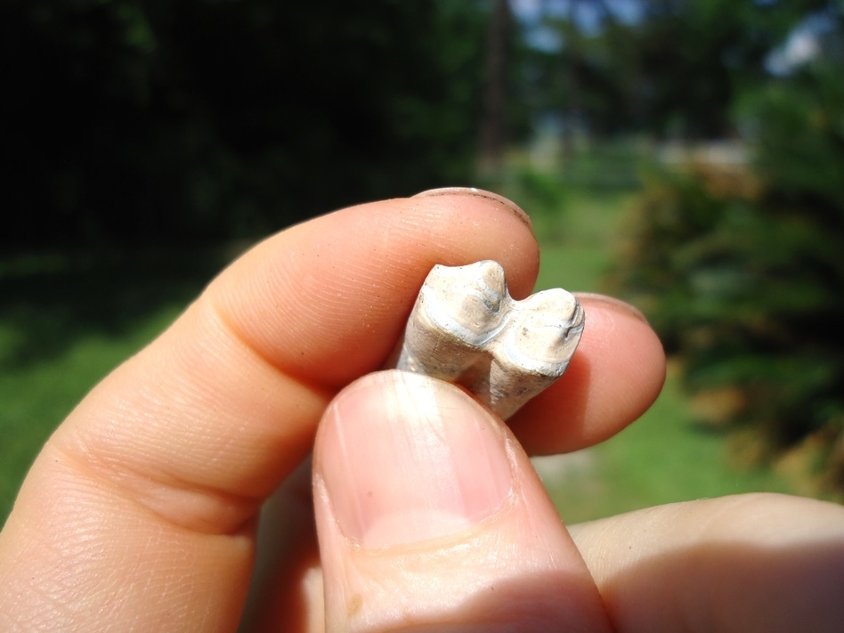 Large image 2 Tiny Three Toed Horse Molar from Bone Valley