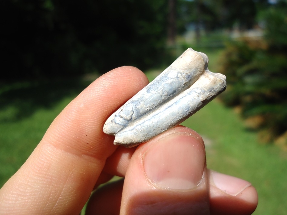 Large image 3 Tiny Three Toed Horse Molar from Bone Valley