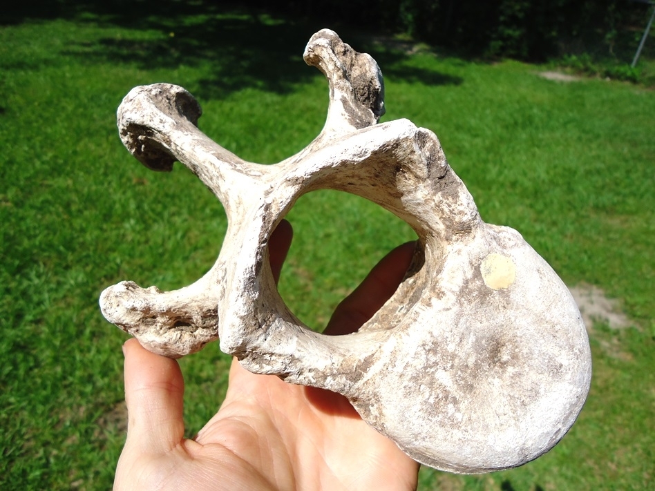 Large image 1 World Class Sloth Thoracic Vertebra