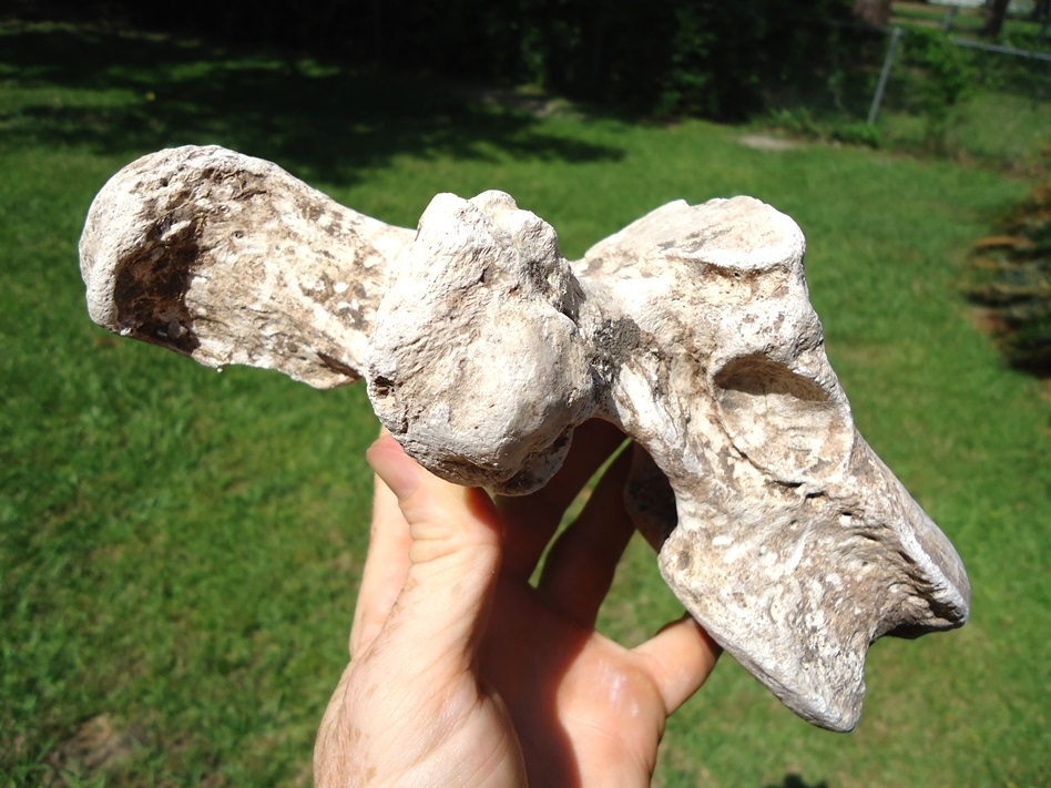 Large image 2 World Class Sloth Thoracic Vertebra