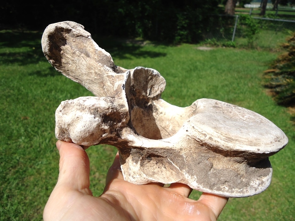 Large image 3 World Class Sloth Thoracic Vertebra