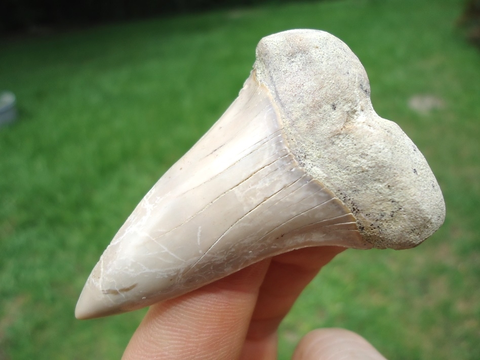 Large image 2 Extra Large 2.35' Hastalis Shark Tooth from Bakersfield