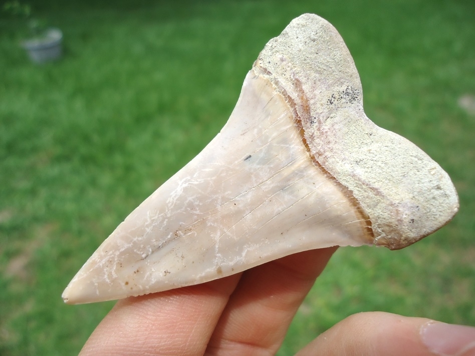 Large image 3 Extra Large 2.35' Hastalis Shark Tooth from Bakersfield