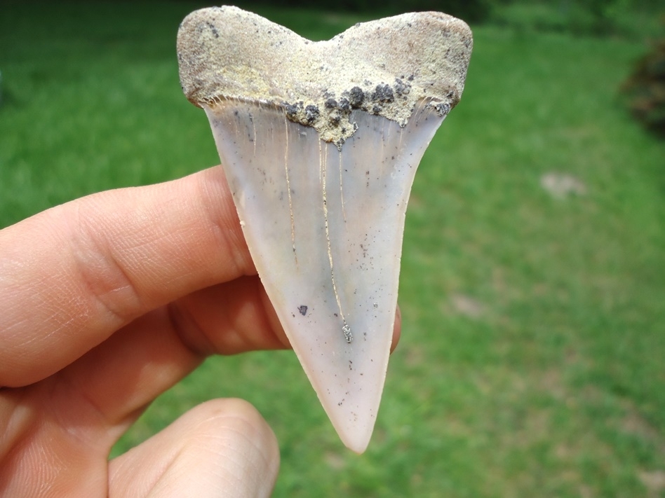 Large image 1 Excellent Bakersfield Hastalis Shark Tooth