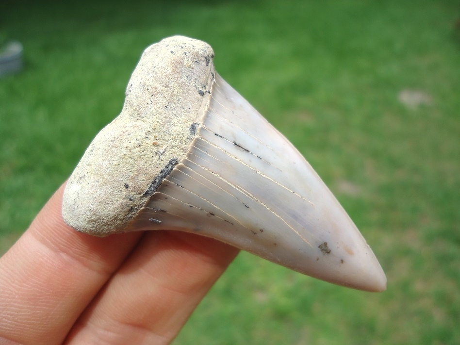 Large image 2 Excellent Bakersfield Hastalis Shark Tooth