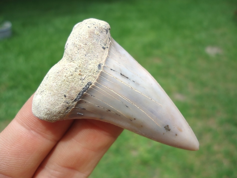 Large image 2 Excellent Bakersfield Hastalis Shark Tooth