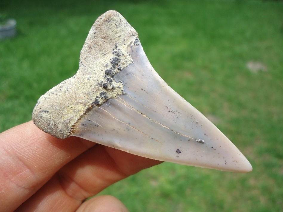 Large image 3 Excellent Bakersfield Hastalis Shark Tooth