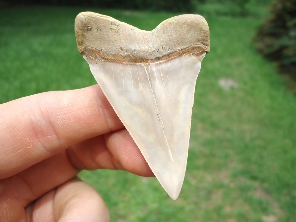 Large image 1 Immaculate Bakersfield Hastalis Shark Tooth