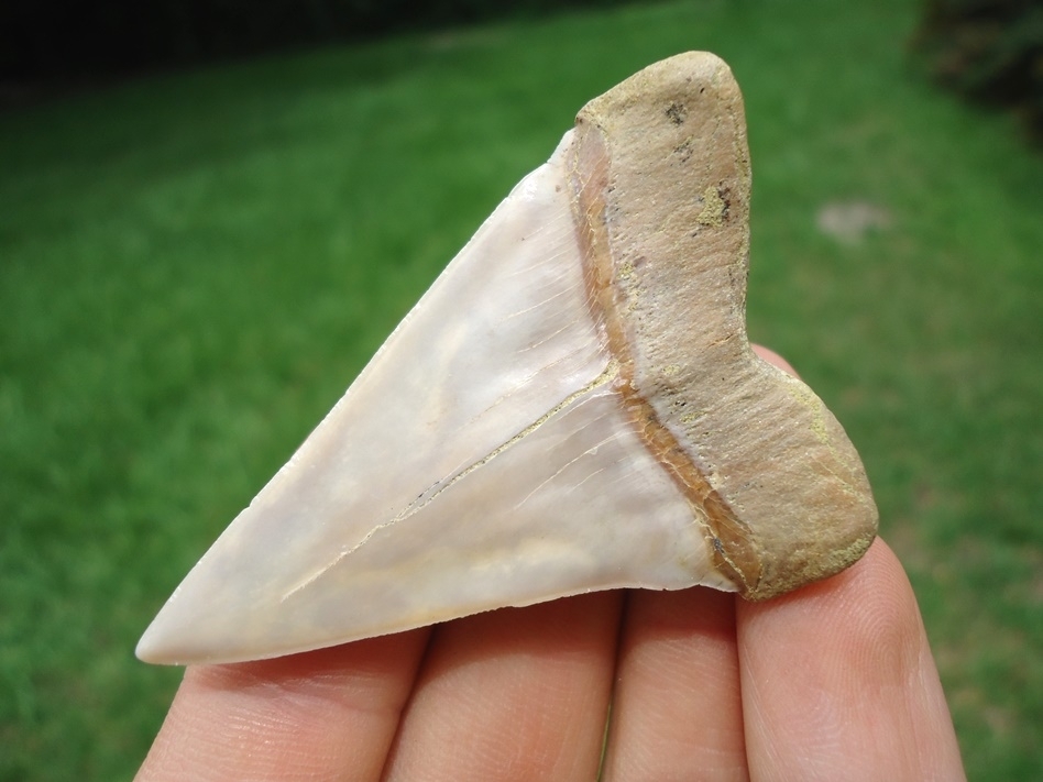 Large image 3 Immaculate Bakersfield Hastalis Shark Tooth