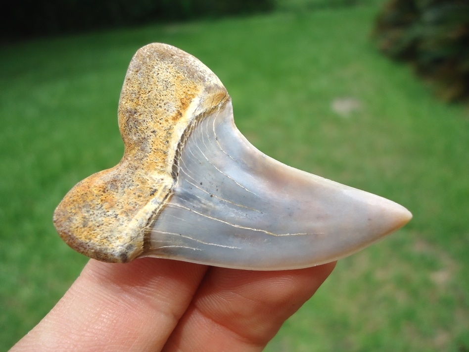 Large image 3 Top Quality Bakersfield Planus Shark Tooth