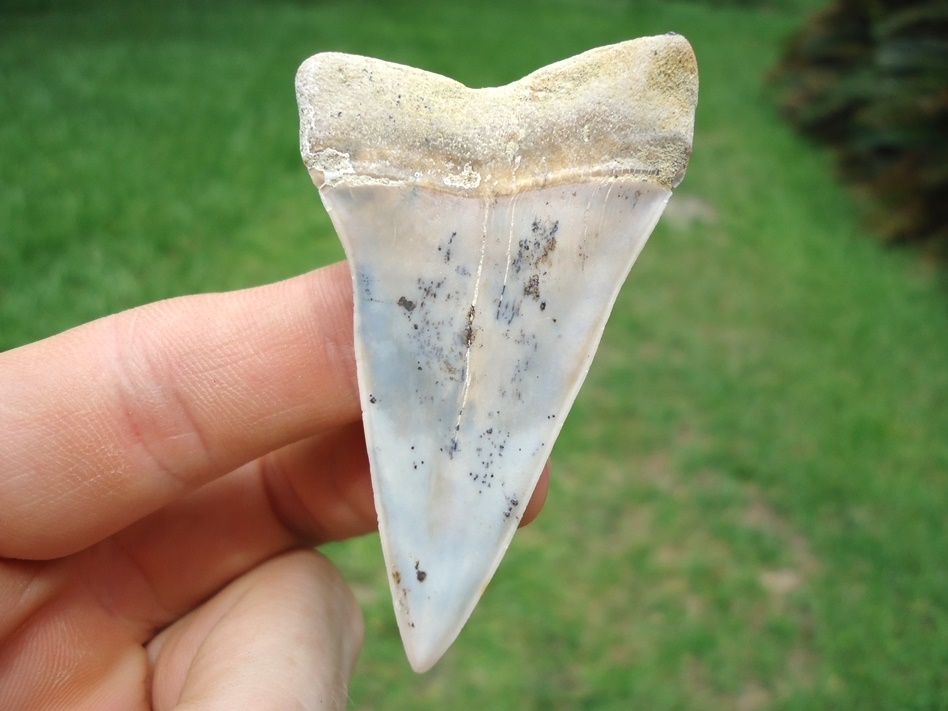 Large image 1 Awesome Hastalis Shark Tooth from Bakersfield