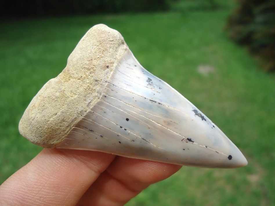 Large image 2 Awesome Hastalis Shark Tooth from Bakersfield