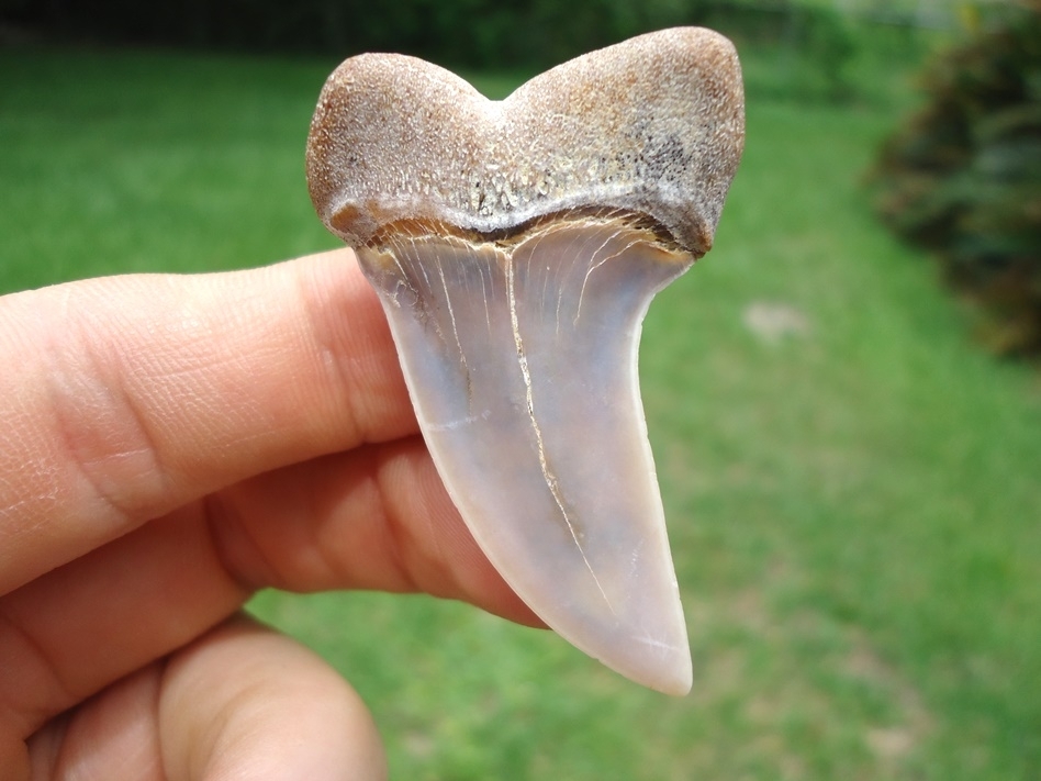 Large image 1 Top Quality Planus Shark Tooth from Bakersfield