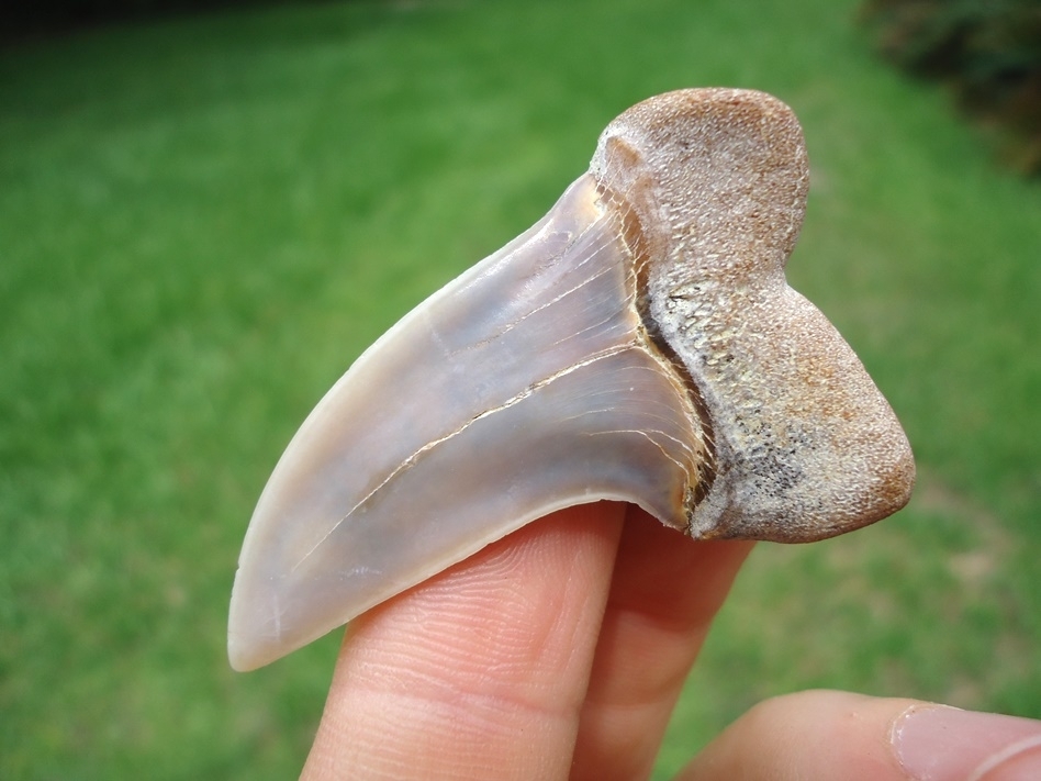 Large image 3 Top Quality Planus Shark Tooth from Bakersfield