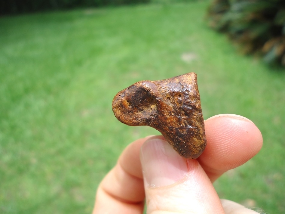 Large image 1 Tiny Sloth Medial Phalanx