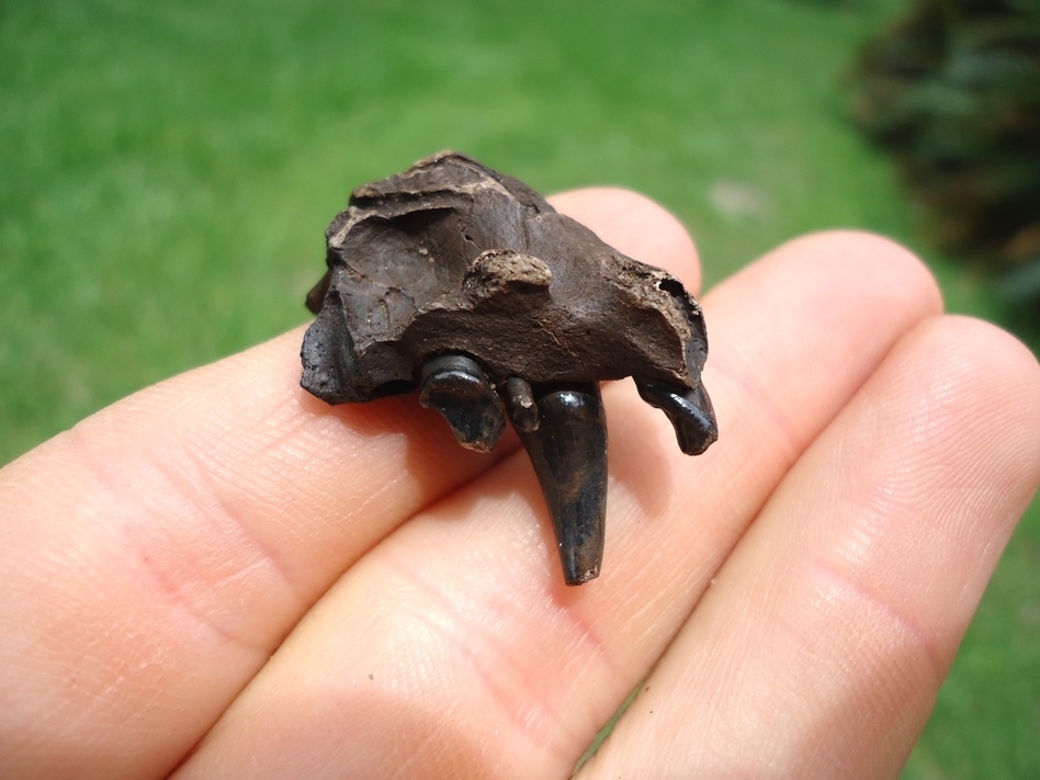 Large image 1 River Otter Maxilla with Four Teeth Including Canine