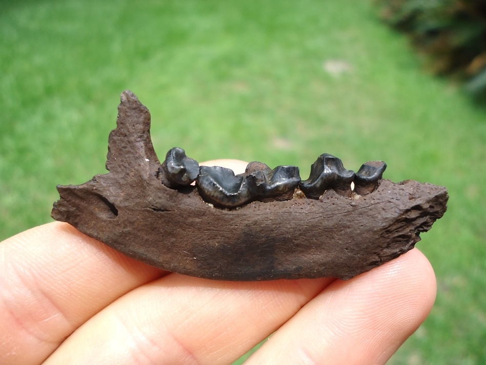 Large image 1 Top Quality River Otter Mandible