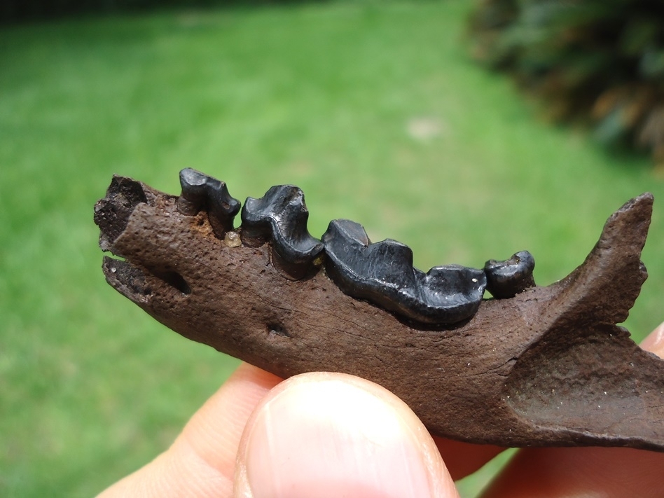 Large image 3 Top Quality River Otter Mandible