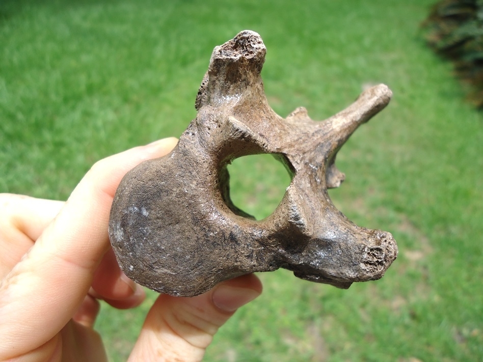 Large image 1 Top Quality Spectacled Bear Thoracic Vertebra