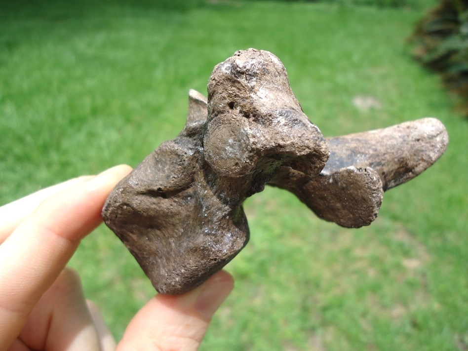 Large image 2 Top Quality Spectacled Bear Thoracic Vertebra