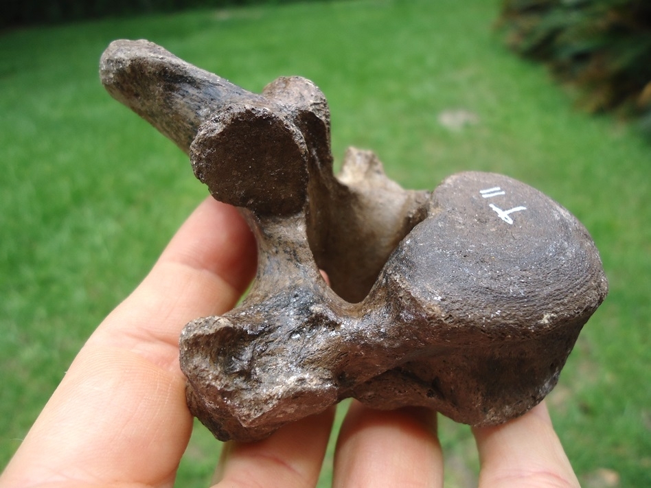 Large image 3 Top Quality Spectacled Bear Thoracic Vertebra