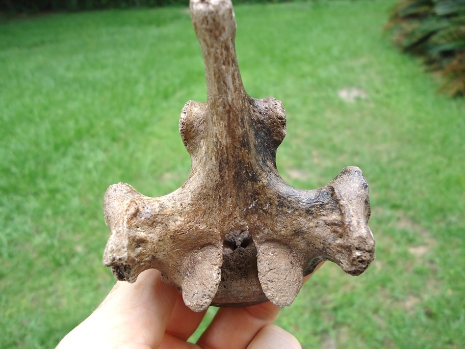 Large image 4 Top Quality Spectacled Bear Thoracic Vertebra