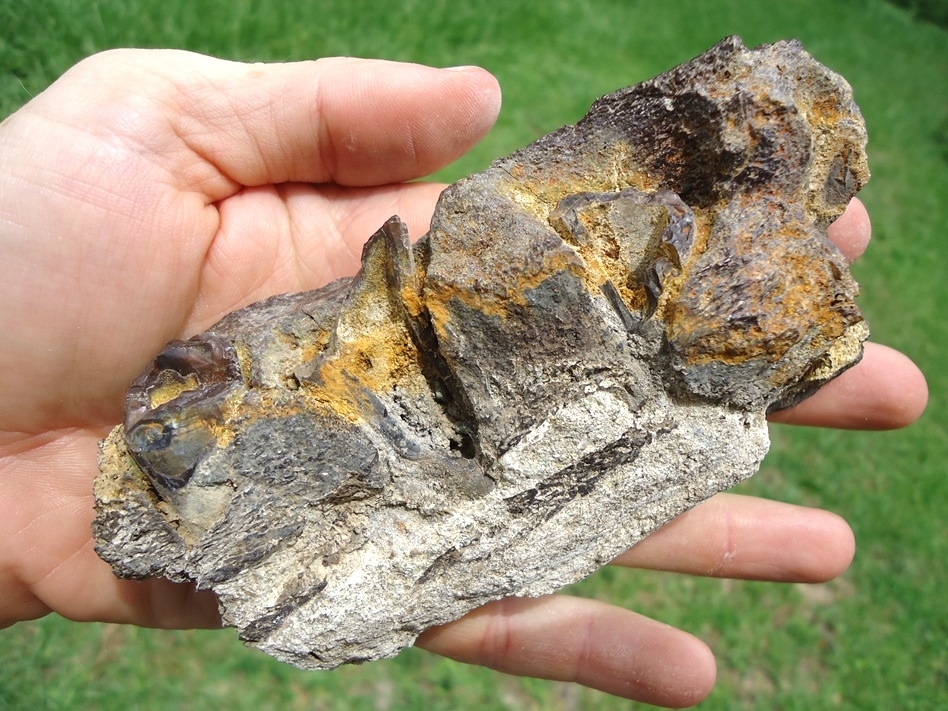 Large image 4 Beyond Rare Section of Archaeocete Whale Mandible