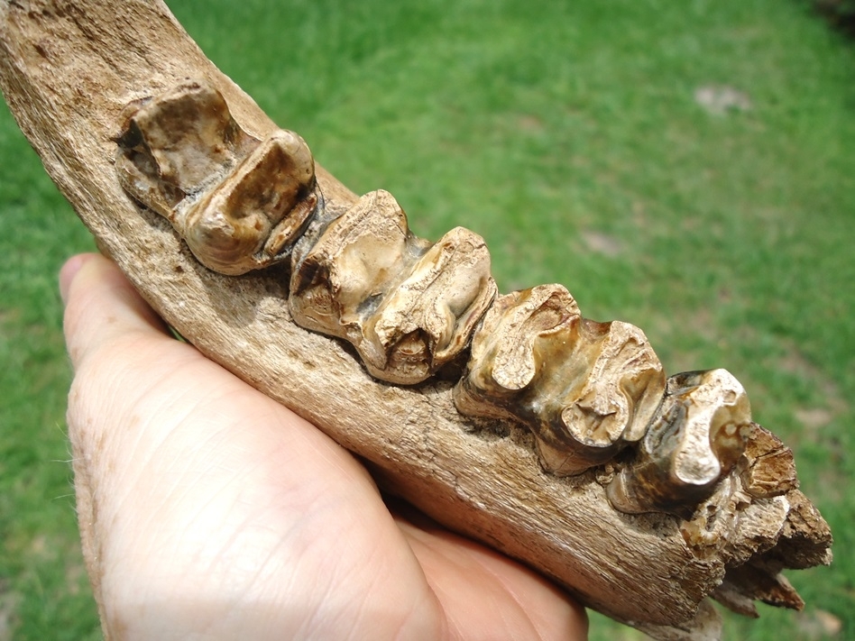 Large image 2 Very Rare Giant Tapir Mandible with Four Teeth