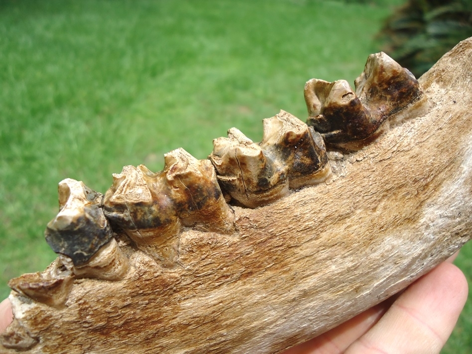 Large image 3 Very Rare Giant Tapir Mandible with Four Teeth