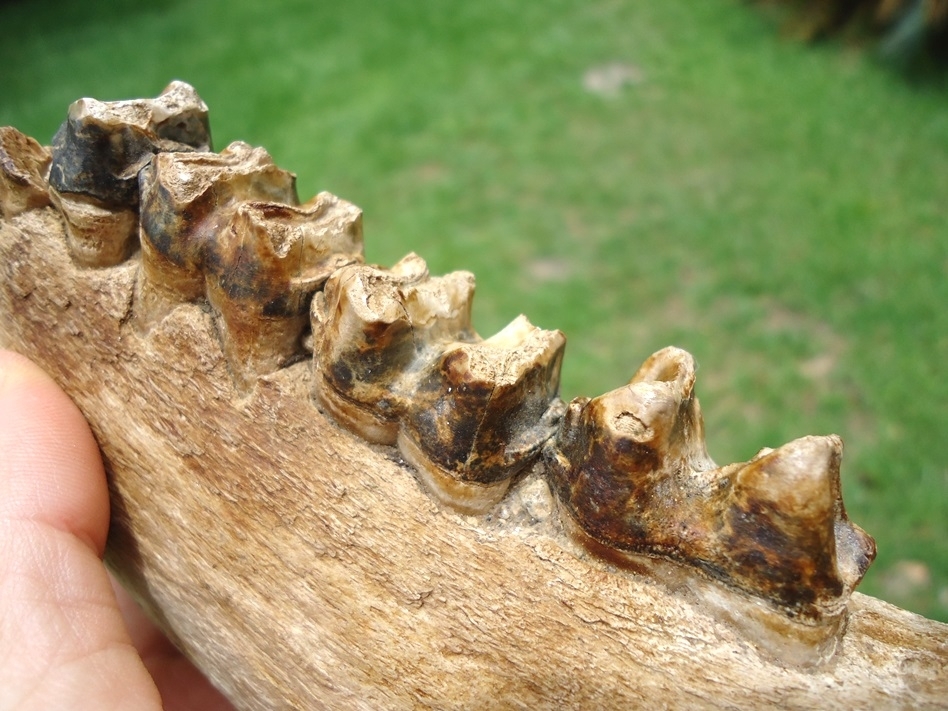 Large image 4 Very Rare Giant Tapir Mandible with Four Teeth