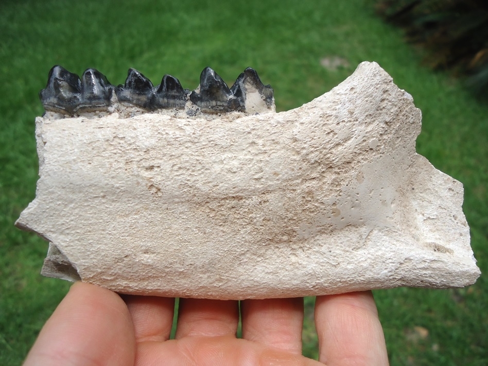 Large image 1 Beyond Rare Bone Valley Pygmy Tapir Mandible with Four Teeth