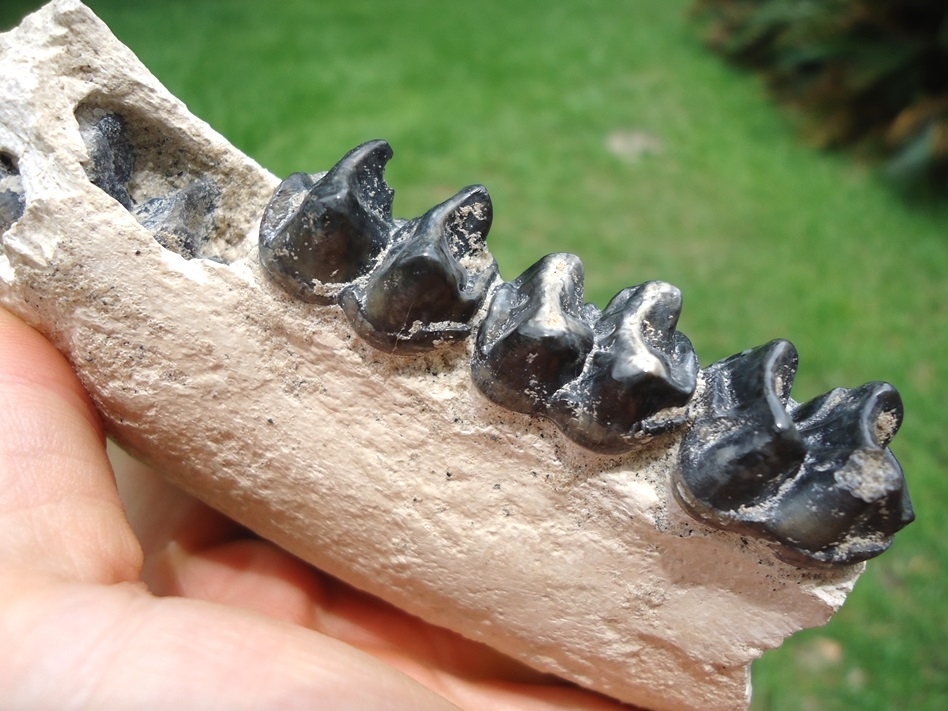 Large image 3 Beyond Rare Bone Valley Pygmy Tapir Mandible with Four Teeth