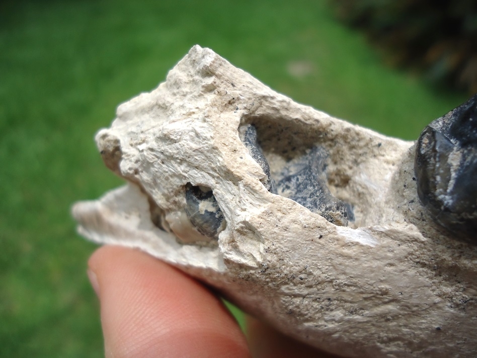 Large image 4 Beyond Rare Bone Valley Pygmy Tapir Mandible with Four Teeth