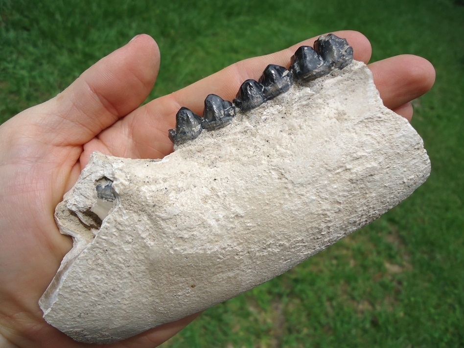 Large image 6 Beyond Rare Bone Valley Pygmy Tapir Mandible with Four Teeth