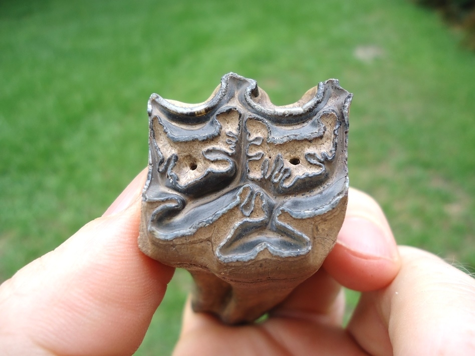 Large image 3 Top Quality Horse Upper Molar